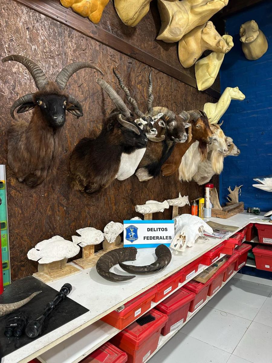 El disecador clandestino se dedicaba a la práctica de taxidermia. PRENSA AMBIENTE