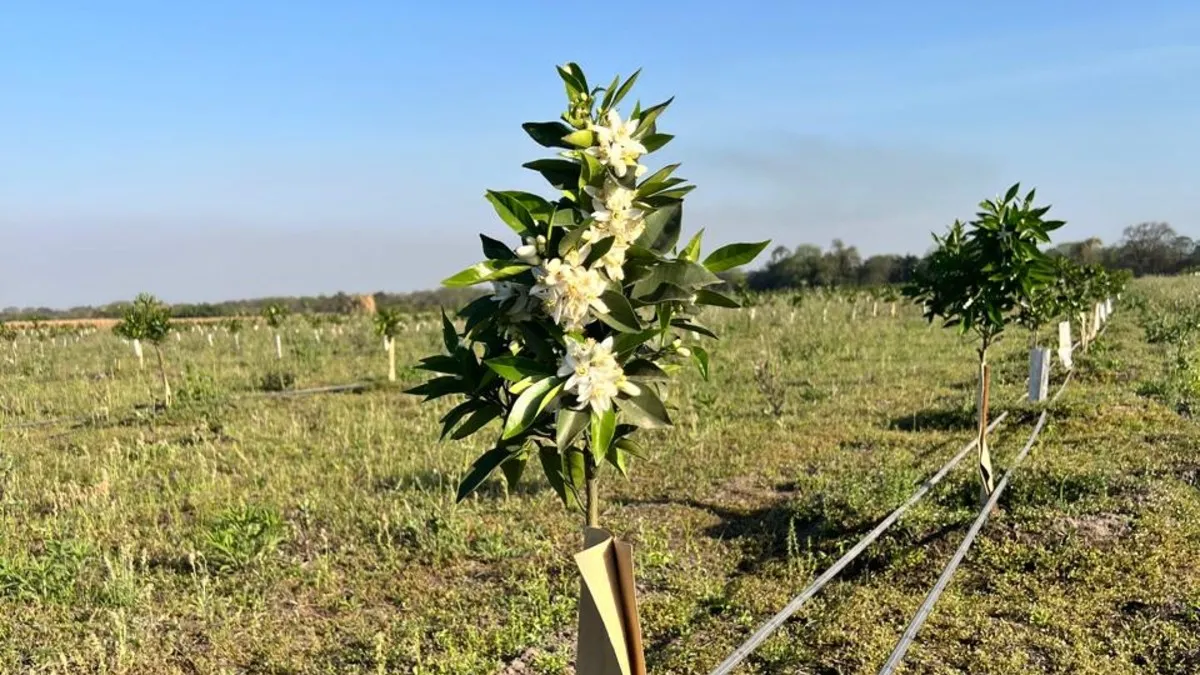 Fem Fruit: 40 años llevando calidad y frescura desde Tucumán hacia el mundo
