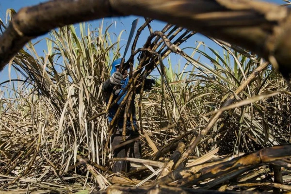 Un ingenio de Brasil generará electricidad a partir de etanol, ¿es posible hacerlo en Tucumán?