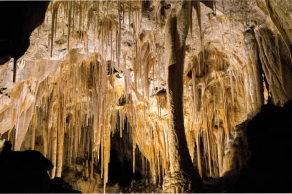 Una bolsa de papas fritas alteró todo un ecosistema de un parque nacional