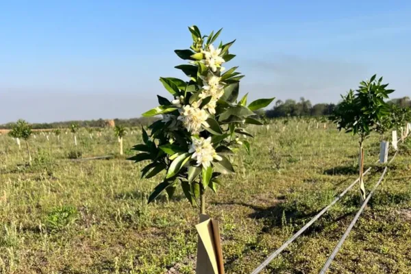 Fem Fruit: 40 años llevando calidad y frescura desde Tucumán hacia el mundo