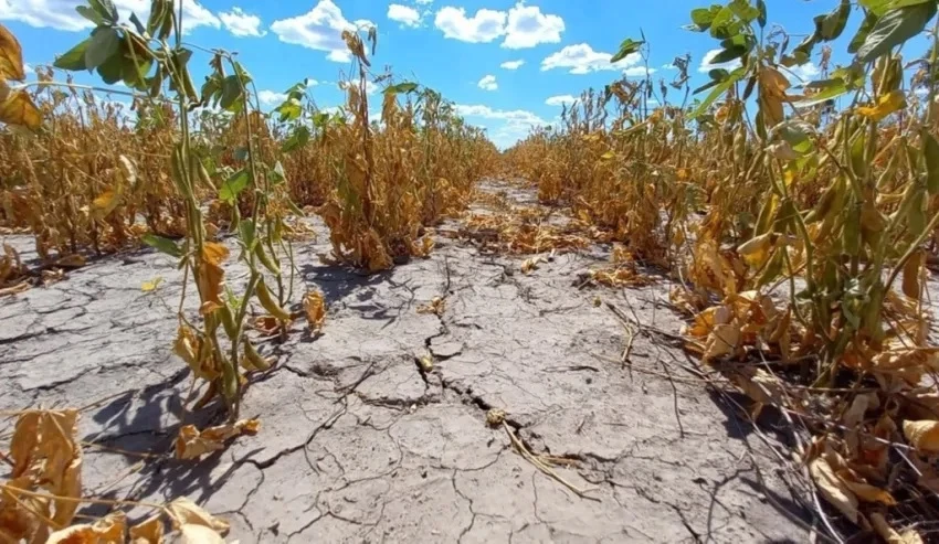 Debido a la sequía, declaran la emergencia en Chaco y Santa Fe