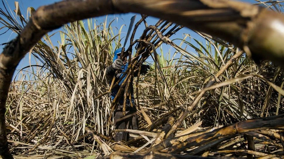 PRESENTE. Hasta ahora, mediante el programa BRA/96/G3, Brasil genera energía eléctrica con la biomasa para alimentar calderas de ingenios y de destilerías.