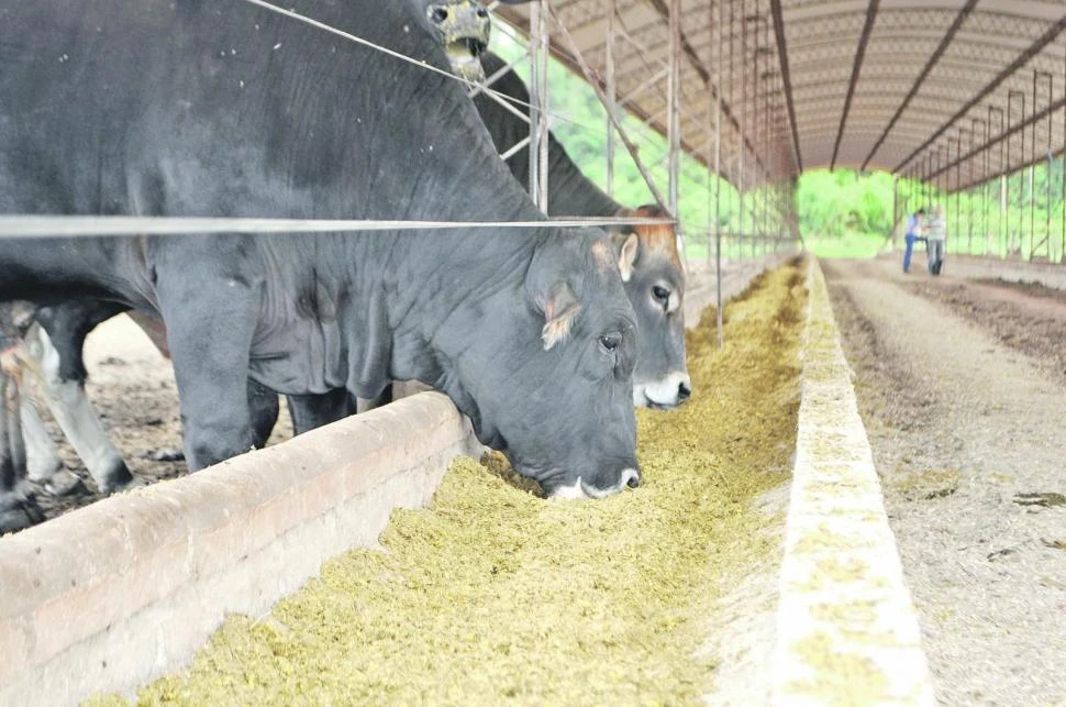 Crece en el mundo la producción de etanol de maíz, entre otros debido a la burlanda que genera