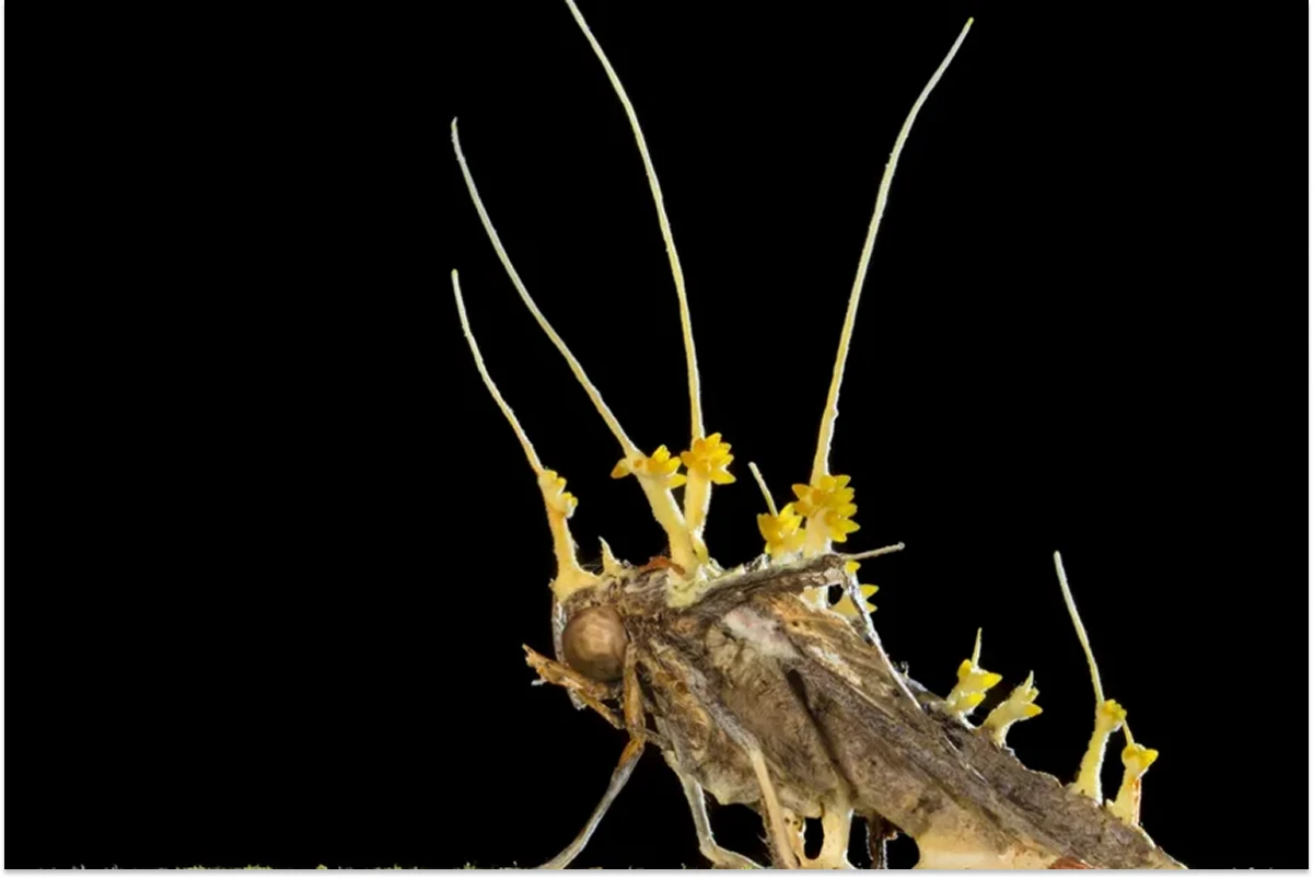 Los hongos zombies sí existen y son más reales de lo que crees