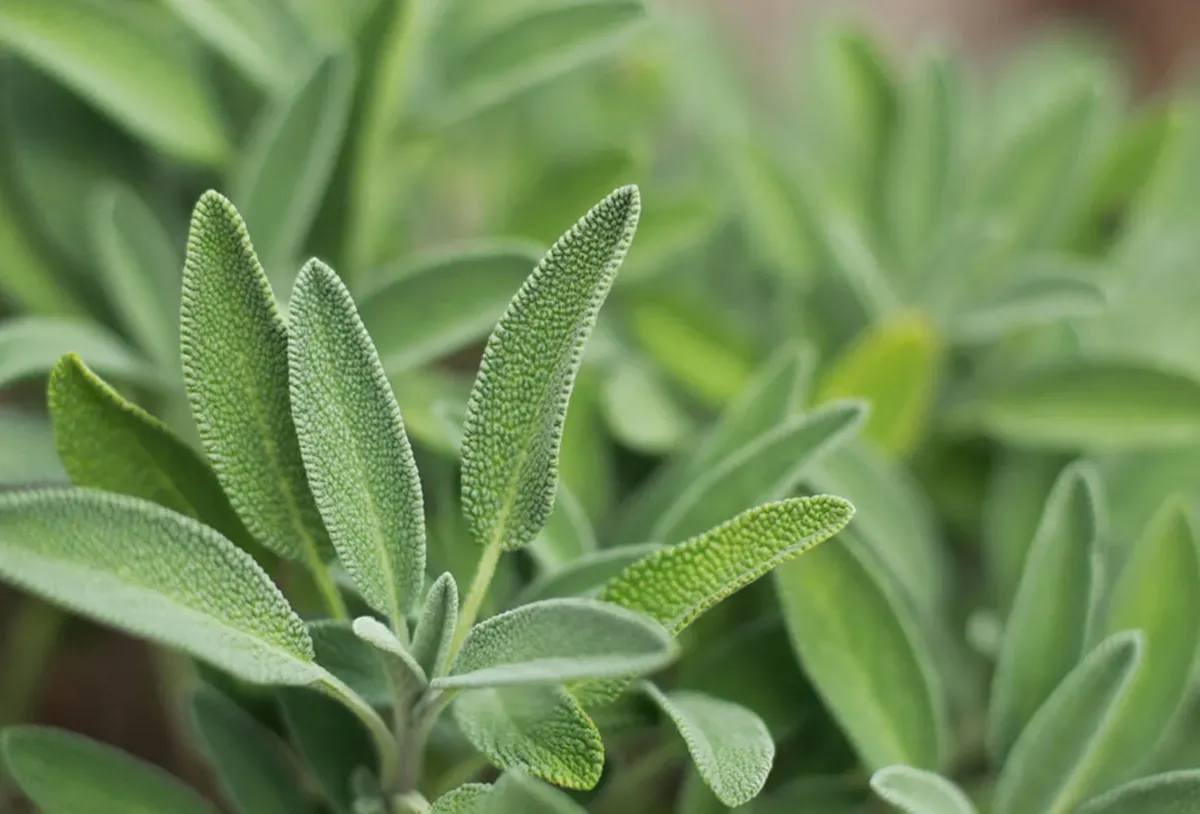 El nombre salvia proviene del latin salvare que significa cuidar o salvar.