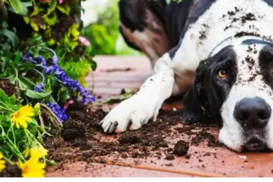 Un municipio fijó penas severas a quienes maltraten a los animales domésticos