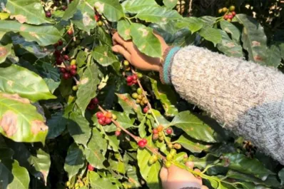 Martín Cabrales sobre el crecimiento del cultivo en Tucumán: “El café es lo más bebido después del agua”