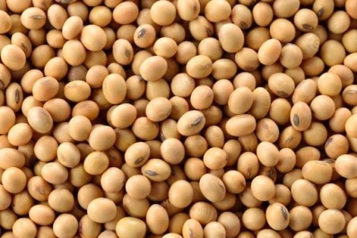 Soja: el rinde está muy por encima de lo esperado