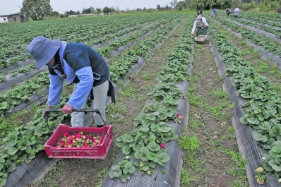 En la Argentina se plantan unas 1.500 hectáreas con frutilla