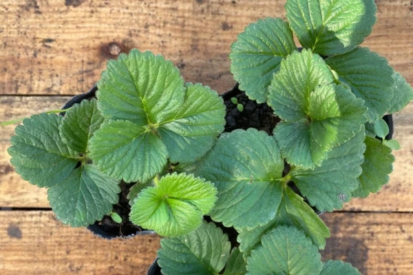 “Las plantas madre de la Eeaoc serán un éxito para el vivero”