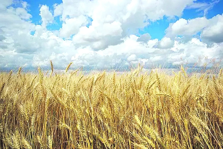 Trigo: se espera que el área sembrada iguale el máximo histórico de 2021/22