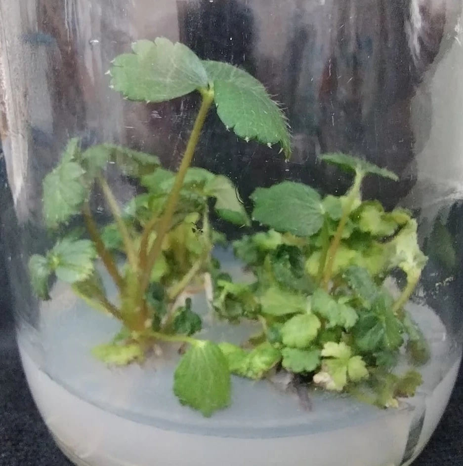 Plantines saneados de frutilla mostraron una alta calidad sanitaria