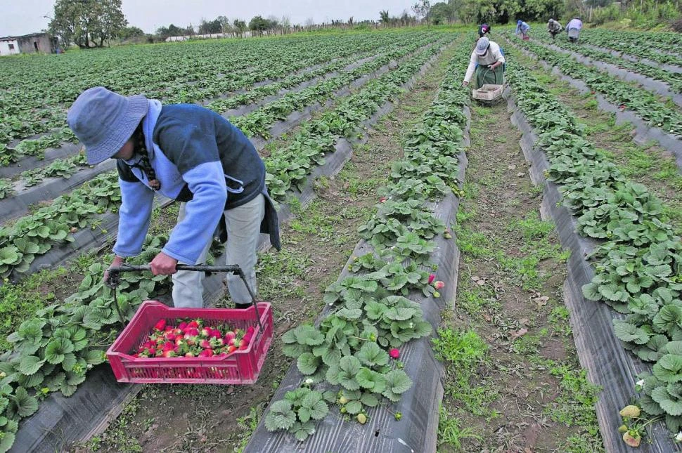 En la Argentina se plantan unas 1.500 hectáreas con frutilla