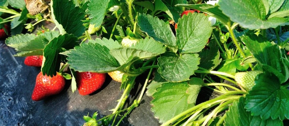 DESTINO. Los viveros son proveedores de plantas para la producción comercial que se realiza en diferentes zonas de Argentina; principalmente, en Tucumán -sobre todo, en Lules- y en Santa Fe.