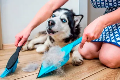 Cómo eliminar los pelos de mascota de la ropa y los muebles: trucos fáciles y efectivos