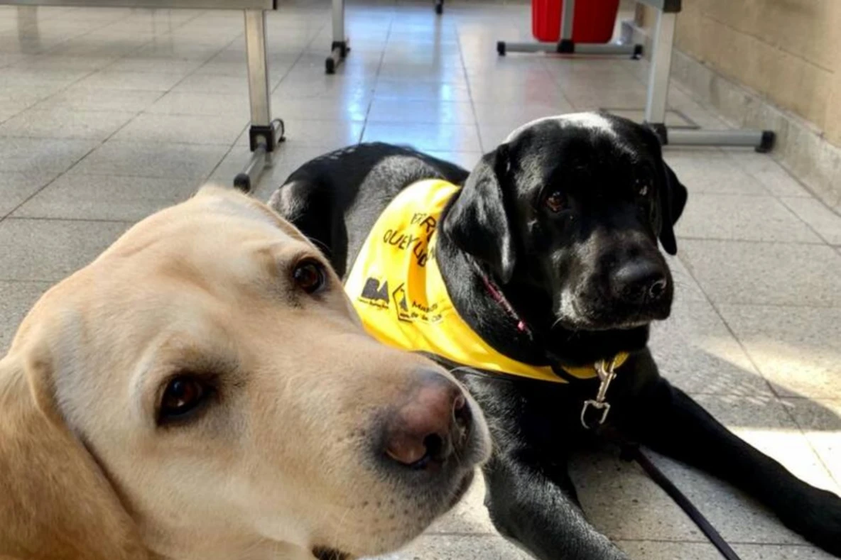 Hospitales argentinos incorporan mascotas para mejorar la recuperación de los pacientes