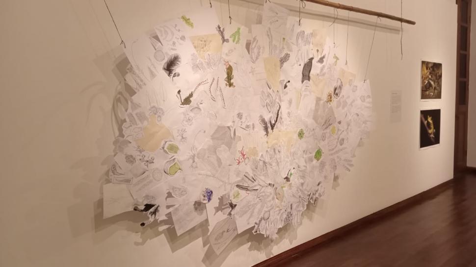 COLLAGE. En la primera sala, da cuenta de ilustraciones botánicas.