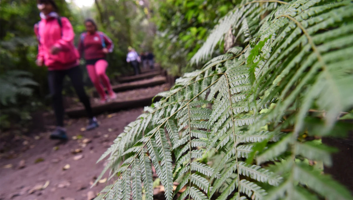 PASEOS POR HORCO MOLLE. El Jardín Botánico es un lugar soñado para pasar la tarde al aire libre.