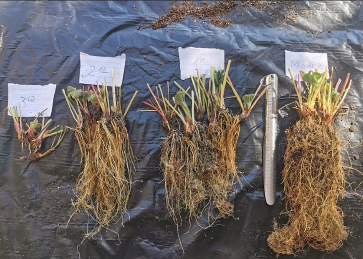 TAREAS. Las plantas madre y los plantines de invernaderos recibieron un manejo agronómico adecuado y recibieron aplicaciones de insecticidas y fungicidas.