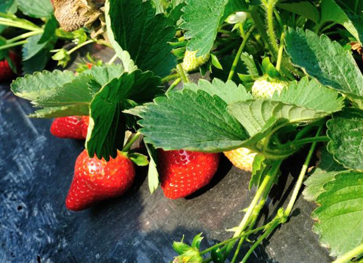 No se detectaron fitopatógenos que puedan comprometer la producción de plantines