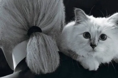 Conocé a Choupette, la gata millonaria embajadora de marcas de lujo