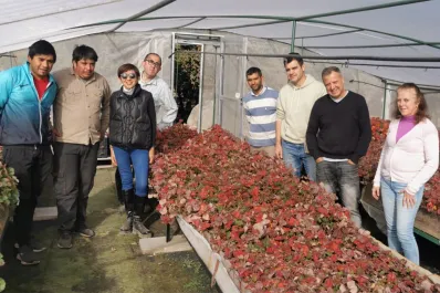 Frutilla: muchas de horas de frío y la altura resultan clave para producir los plantines saneados