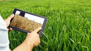 TIEMPO. El ensayo a campo toma años, porque se hace uno por campaña.