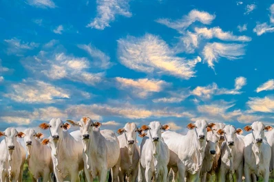 Consejos para la producción pecuaria