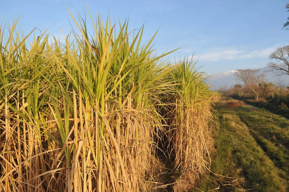 OPINIÓN. “El actual sistema de obtención y de análisis de jugo se denomina genéricamente ‘análisis indirecto’ y data de 1928”, puntualizó Fogliata.