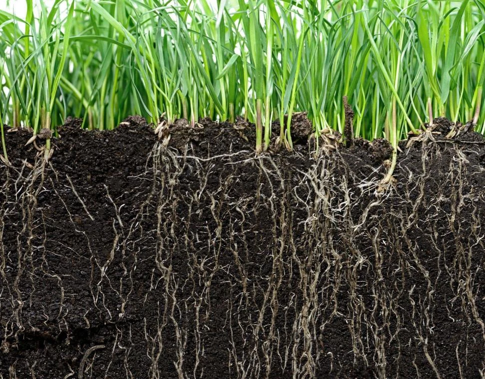 VENTAJA. El fósforo es retenido por la matriz del suelo, no se pierde.