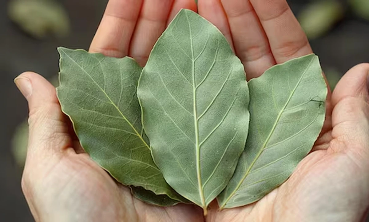 Hojas de laurel para la abundancia