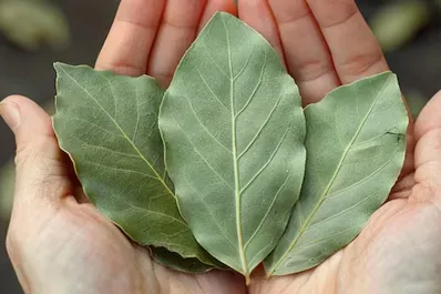 ¿Querés más abundancia?: las hojas de laurel pueden ayudarte con estos trucos