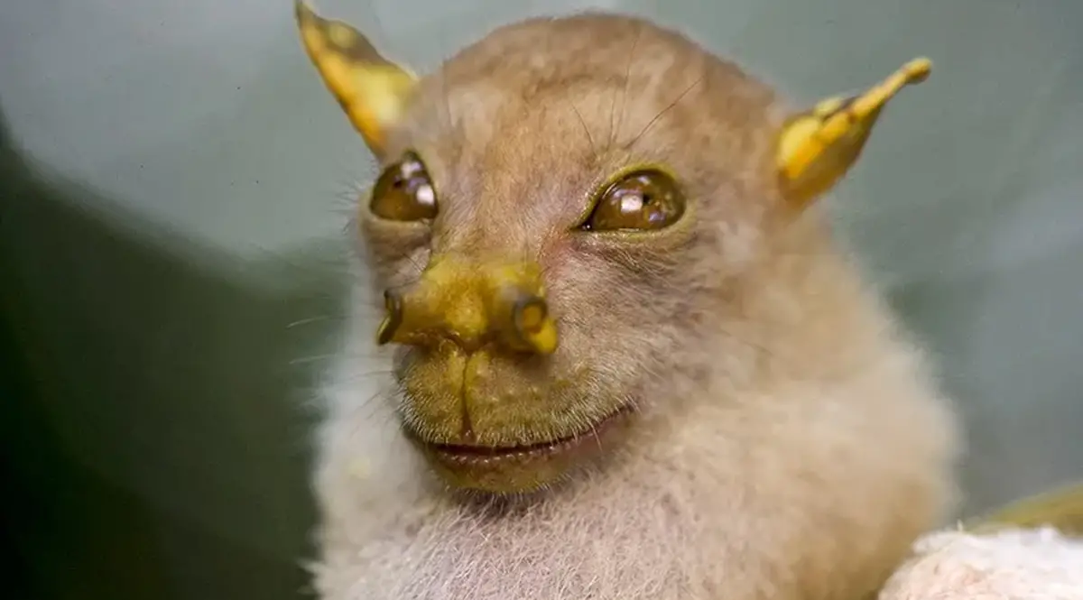 Peces con manos y monos sin nariz: los cinco animales más raros del mundo, según Nat Geo