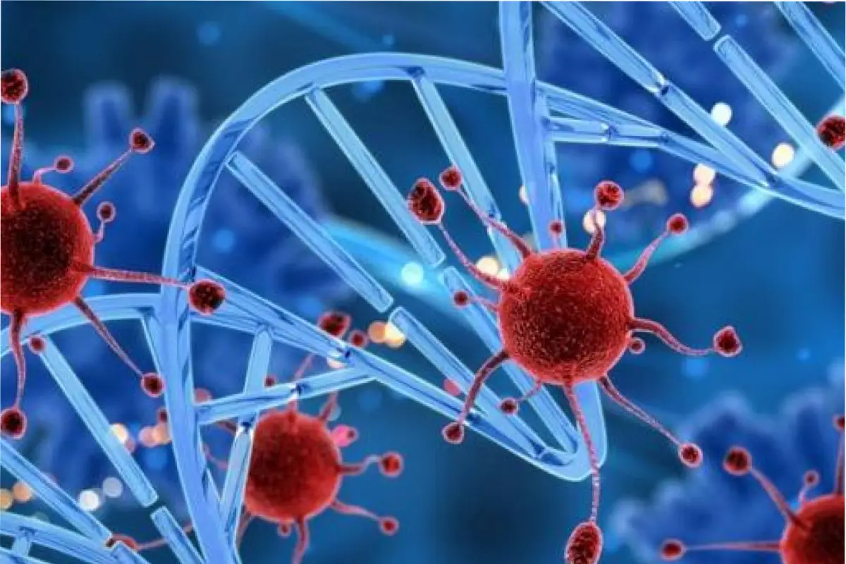 El ciclo de las células en su división puede determinar si esta es cancerígena o no.