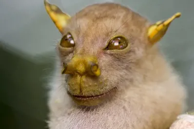 Peces con manos y monos sin nariz: los cinco animales más raros del mundo, según Nat Geo