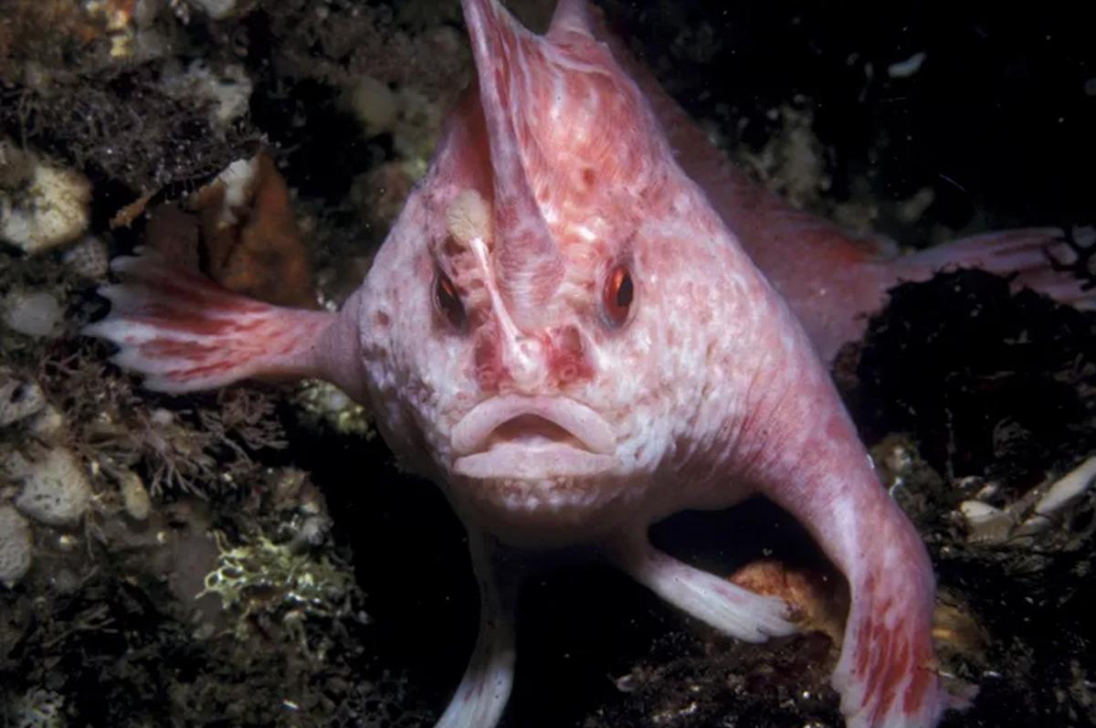 Peces con manos y monos sin nariz: los cinco animales más raros del mundo, según Nat Geo