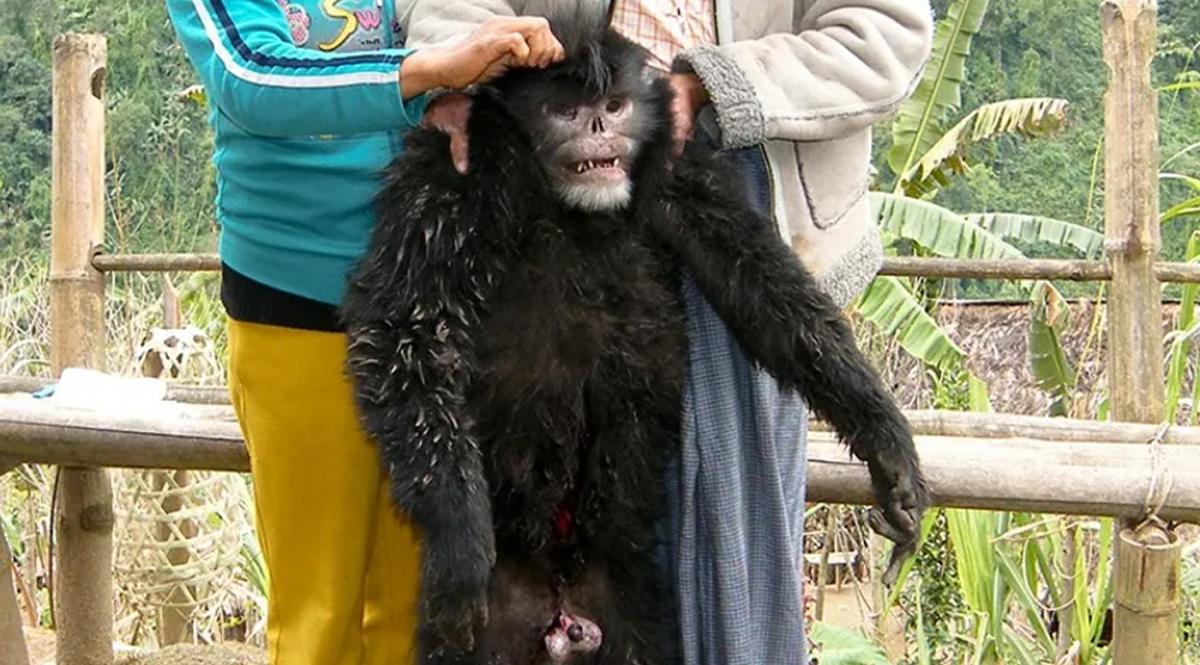 Peces con manos y monos sin nariz: los cinco animales más raros del mundo, según Nat Geo