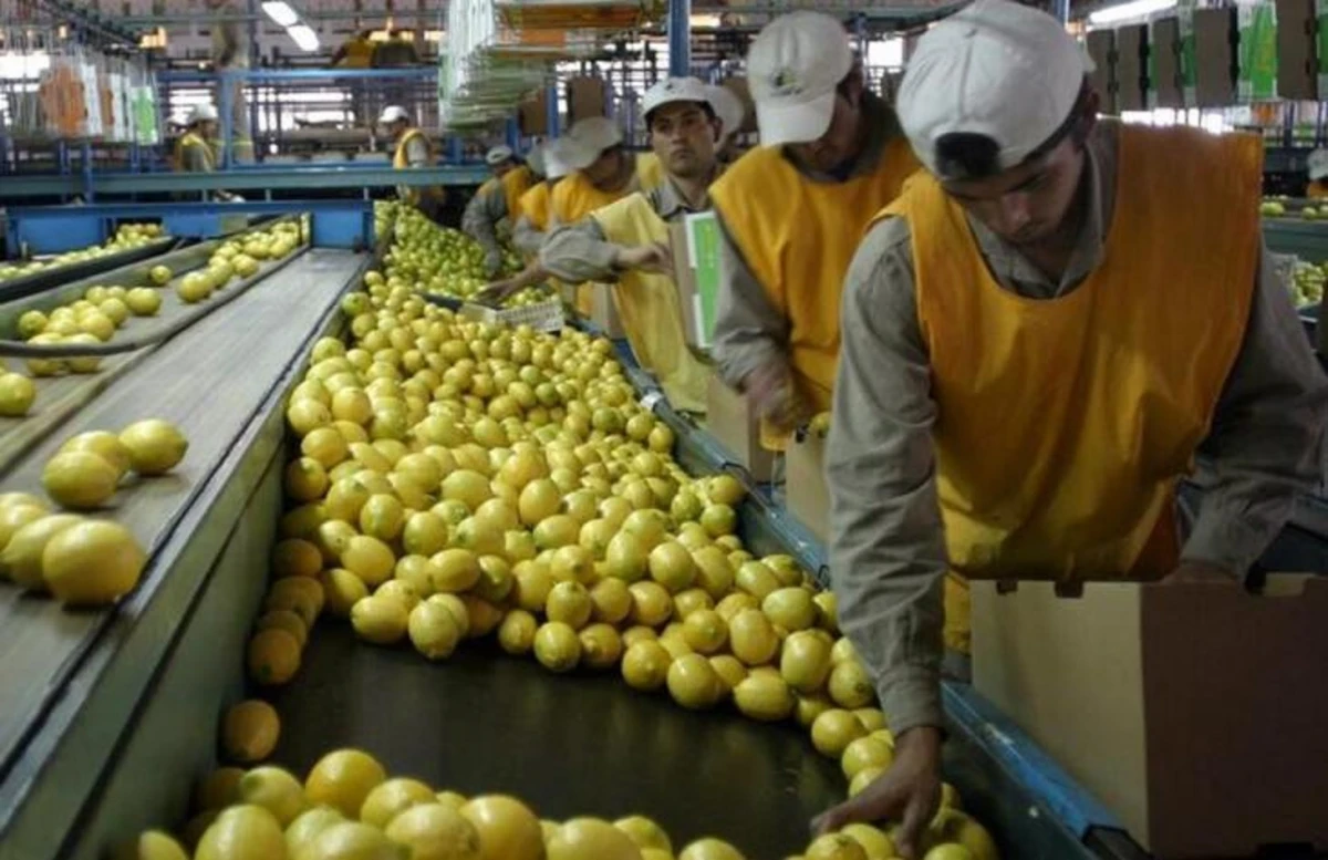 Exportaciones de limones. COMUNICACIÓN PÚBLICA