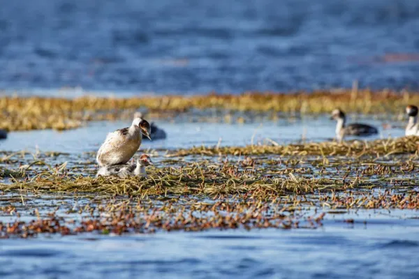 Esperanza para el macá tobiano: liberan en Santa Cruz tres crías nacidas en cautiverio