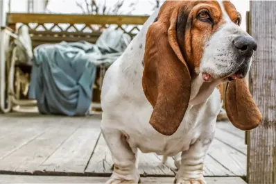 Si sos alérgico es mejor que no te acerques a estos perros