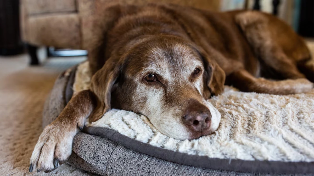 La vejez de los canes depende de tres factores fundamentales
