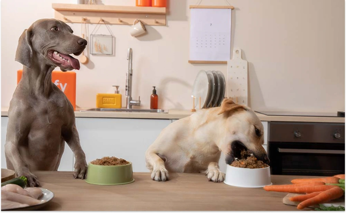 Esta es la mejor manera de alimentar a tus perros, según la ciencia