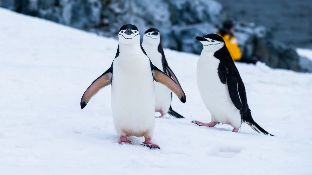 DEBAJO DE LOS PINGÜINOS. La ciencia determinó que la nieve tapa un sistema de lagos y de ríos en la Antártida. / UNSPLASH
