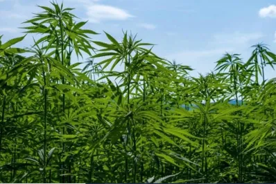 El INTA avanza con ensayos de cáñamo, un cultivo industrial de gran potencial