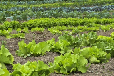 El Senasa actualizó normativa vinculada a hortalizas frescas