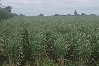 La Eeaoc presentará la nueva variedad de caña TUC 08-10