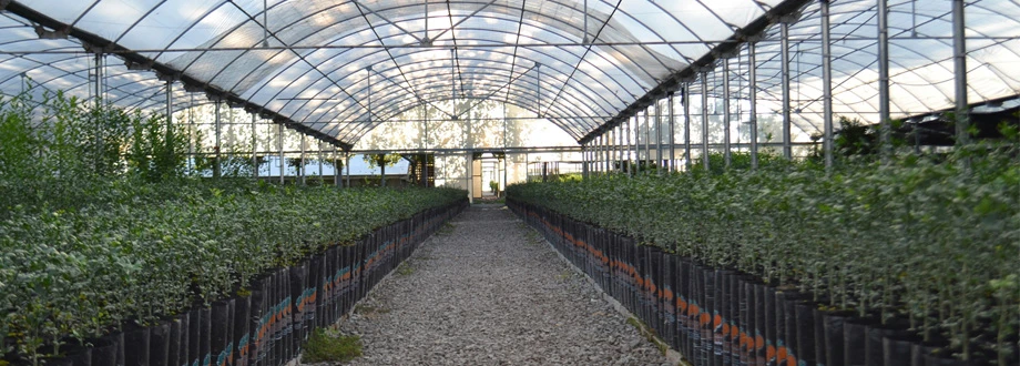 TURNOS. Para la campaña de diagnóstico 2025-2026, los viveros deben presentar pedidos de análisis.