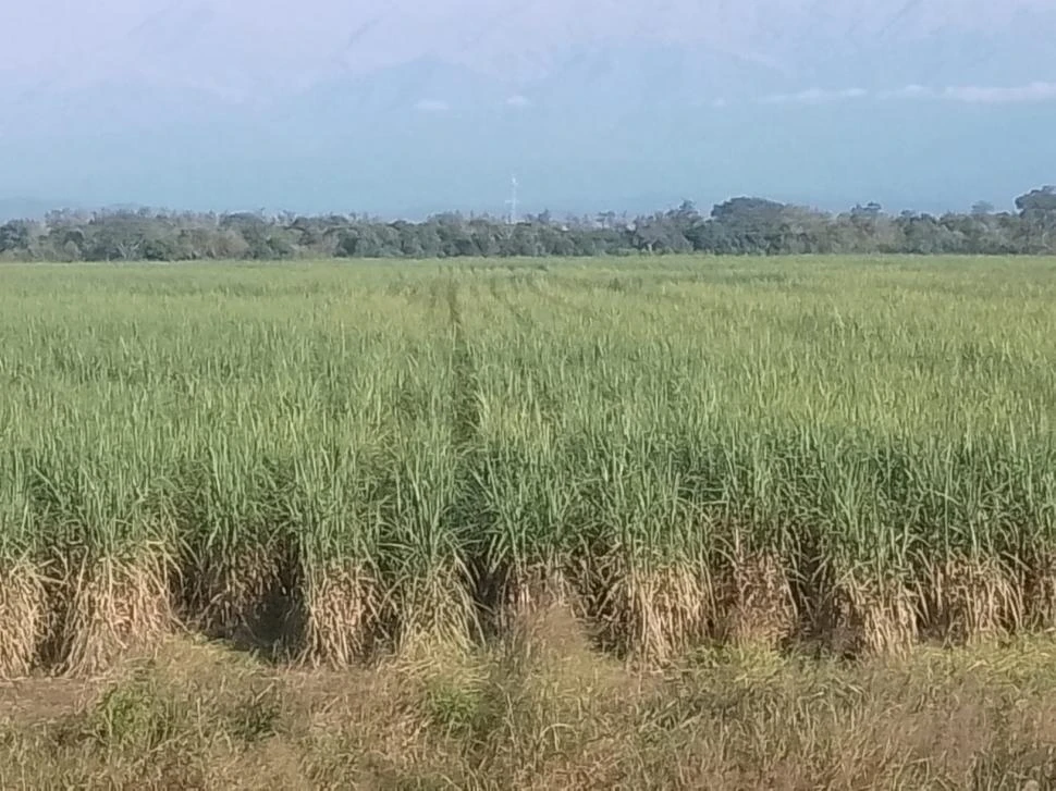 DESTACADO. El nuevo cultivar INTA 03-617 presenta valores elevados de rindes sacarinos para esta época del año, y se posiciona como variedad temprana.