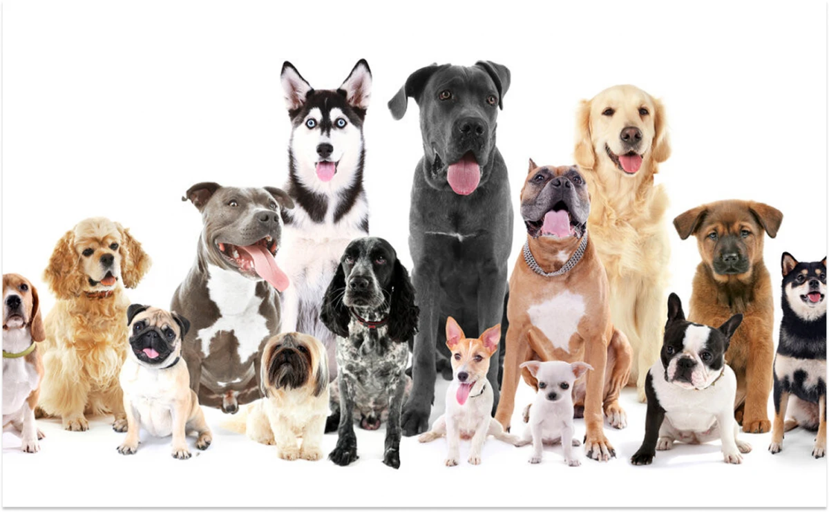 ¿Cuál es la raza más inteligente del mundo?: no es el border collie ni el pastor alemán